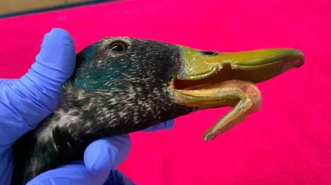 Wildlife Rescue - Moyles Court A hand in a blue plastic glove holds the head of a duck. It's bottom beak is bent out of shape. 