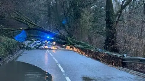 A tree is down across a road. A police car with sirens on can be seen behind it.