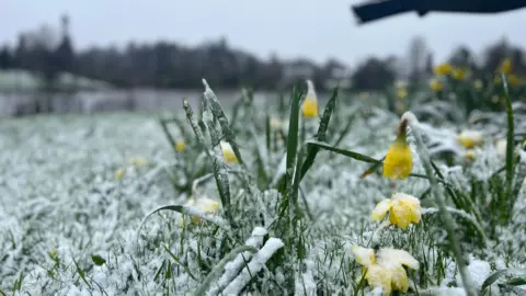 Snow is lying across a field of grass. Daffodils, in the foreground, are also covered with snow. Trees are out of focus in the background.