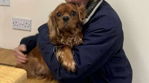 Contributed A picture of Simone Devorty and her brown female Cavalier King Charles Spaniel who had been stolen. Simone, wearing a blue jacket, is cuddling the dog in her arms. The dog is looking at the camera. Simone's face cannot be seen.