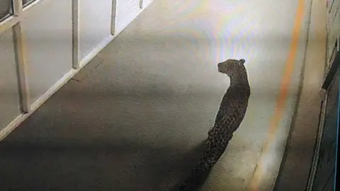 BBC The leopard caught on the CCTV camera at Maruti Suzuki’s Manesar factory