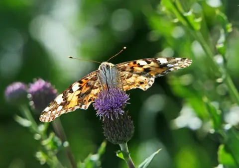 Eric Niven A butterfly with orange, black and white patterned wings rests on a purple thistle flower, with green plants blurred in the background.