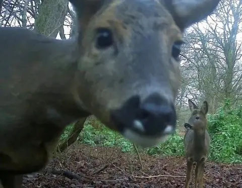 Frank McLaughlin A screengrab from a trail camera of a deer looking into the camera, with its fawn in the background
