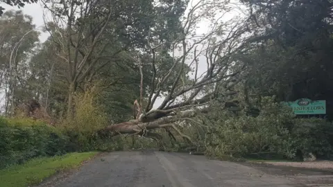 Kate Norman Tree down across road