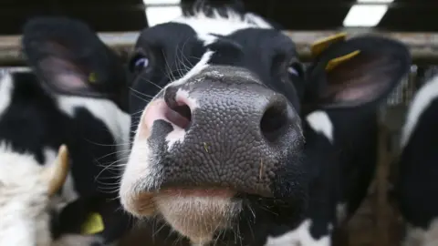 Close up of a cow in a barn