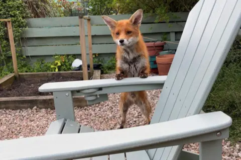 Tony McKeown A fox stands on its hind legs while resting its front paws on a garden chair. 