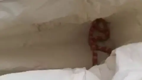 RSPCA Snake found in Leeds' home