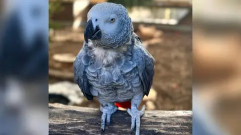 Captain, one of the sweary parrots