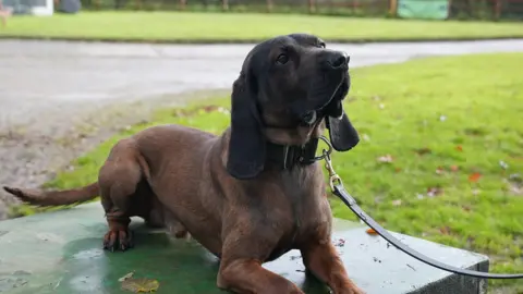 Nkosi, a brown and black Bavarian Mountain hound. He is lying on a green box and looking up to the right. He is wearing a lead. 