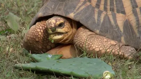 Tortoise in Los Angeles Zoo