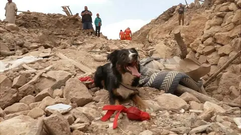 Colin, a search and rescue border collie, is shown with a red bell that can be tied around his neck