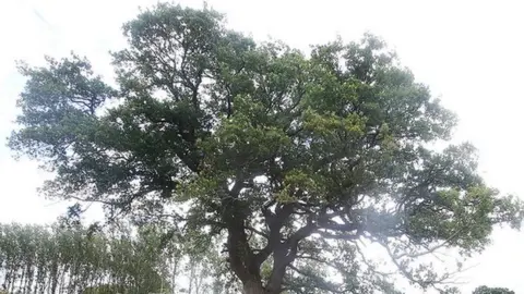 sbna Oak tree in path of HS2 rail