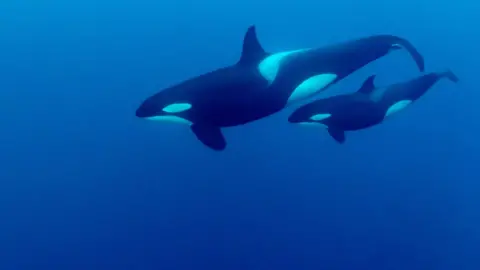 Getty Images Orca and calf