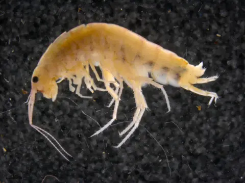 EXPEDITION CYCLOPS New species of shrimp