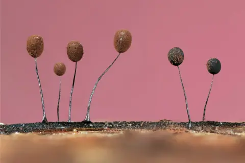 Jason McCombe / British Wildlife Photo Awards Slime mould (Comatricha nigra)