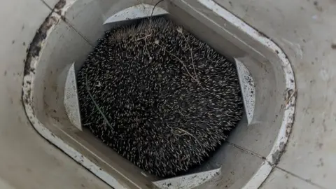 RSPCA Hedgehog stuck in a hole