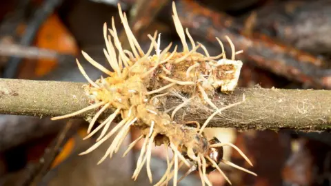 Getty Images Caterpillar consumed by a parasitic fungus