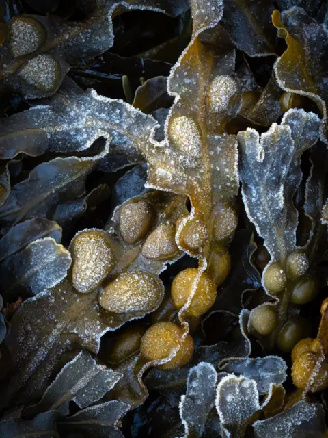 Jeremy Hughes Icy seaweed