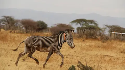 Marwell Wildlife Grevy Zebra