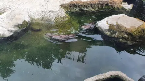 Sea Life Weymouth Otters