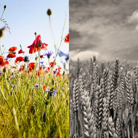 BBC A split image, showing poppies and cornflowers at agricultural field against sun and blue sky in one half and a black and white image of wheat in a field in the other image