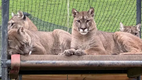 Wildside Exotic Rescue Four female pumas are sitting on a large wooden platform. They are a reddish brown colour and are large cats with white smudges on their faces