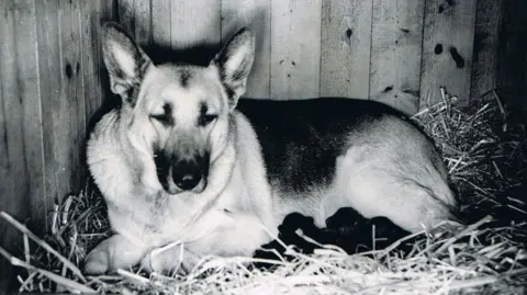 Guide Dogs A black and white image of a German Shepherd dog lying on a bale of hay in a kennel. Tiny black puppies be seen huddled against her stomach.