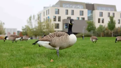 UON A large number of geese on a green lawn, with a university building behind them. There are also trees.