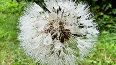 A dandelion clock is covered in raindrops 