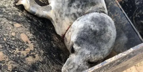 Lincolnshire Wildlife Trust Image of entrapped seal