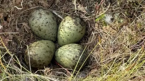 Four eggs in a nest
