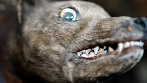 An extreme close up of a preserved mammal head with teeth bared and googly eyes