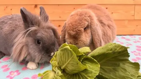 One grey and one caramel-coloured rabbits sitting on a table and eating lettuce. 