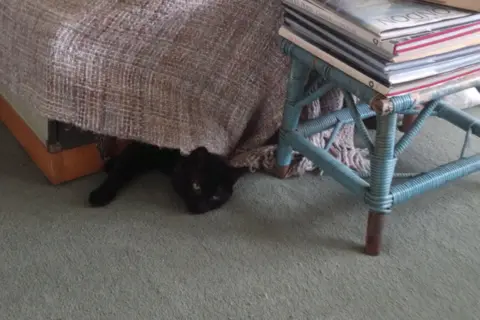 RSPCA Charlie the cat in his new home