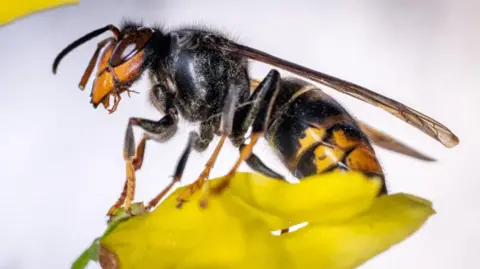 A close up of an Asian hornet. It has a black body with hints of yellow, and and large eyes, and wings.