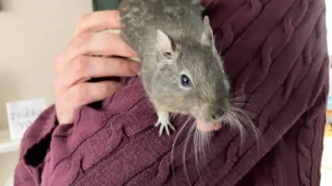 A small rodent, with grey/brown fur and long white whiskers and large black eyes. The rodent is being held in a person's arms