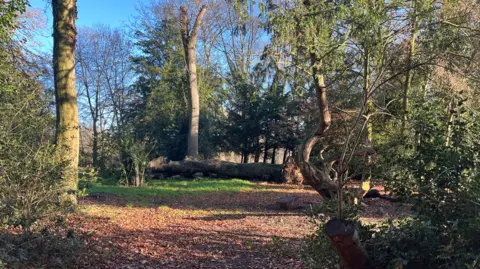Clare Worden/BBC An opening in a wood that is used as a campsite. It is a clearing with leaves on the ground and surrounding by tall trees. There is a clear blue sky above the campsite. 