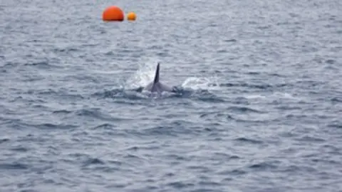 A dolphin fin can be seen sticking out of the ocean water with some white spray behind it as the animal swims. In the distances is a larger orange buoy and a smaller light orange buoy next to it.