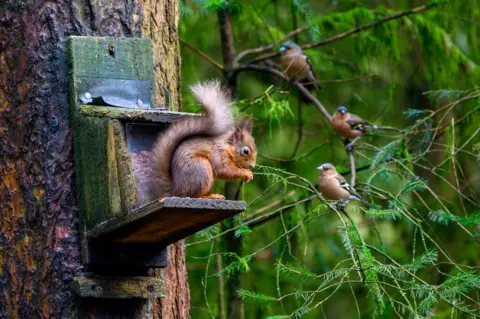 John O'Neill A red squirrel sits on a ledge attached to a tree, while three birds look on.