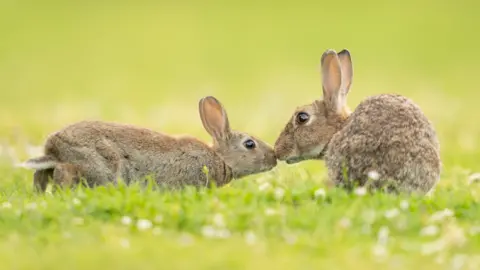 Vai Meng Chan Two small rabbits in a field touching noses, which makes it look as if they are kissing