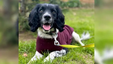 Wiltshire Police Reggie the rescue dog lying in grass with a burgundy dog coat on with a yellow lead attached 