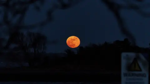 A bright orange Moon rising above a faint tree line. 