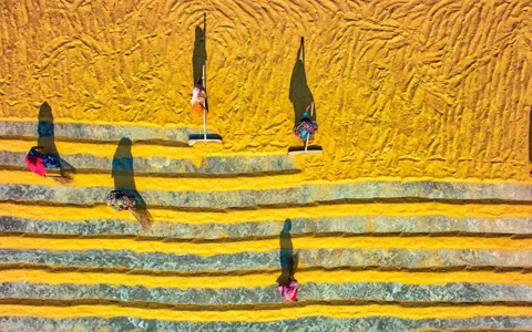 Sikder Ahmed / Shutterstock Workers dry out golden rice in Manikganj, Bangladesh, on 6 June 2022
