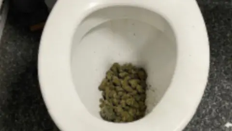 A white toilet which has cannabis inside the bowl.