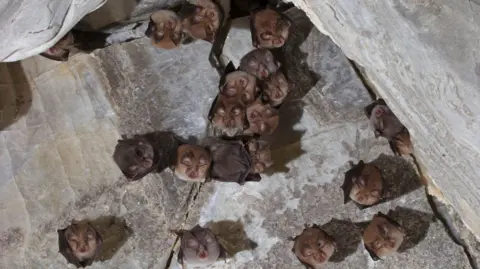 Getty Images A roost of horseshoe bats in a cave