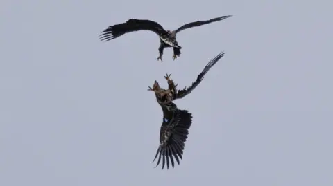 Conor Corbett Two white-tailed eagles in flight over Donegal. Once can be seen tagged with the letter N, the other with the number 47