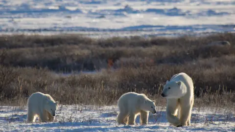 Polar Bear International Polar bears in Arctic summer