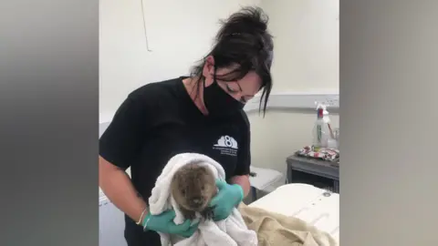 Beaver Trust Campbell-Palmer, a woman with long black hair tied up into a bun, photographed holding a young beaver. The animal has brown fur and is wrapped in a white towel. Campbell-Palmer is wearing a black t-shirt and a black face mask, with a pair of green surgical gloves.