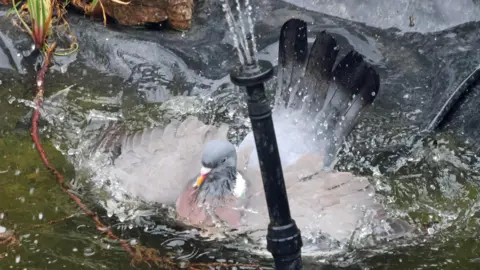 David Graham A wood pigeon splashes around in a garden pond. Is it partially obscured by a water fountain which is spraying water.