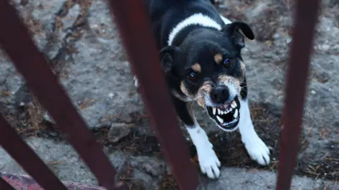 A dog with black and white fur, and ginger spots around its eyes and nose, shows its teeth as it snarls while standing behind rusted metal bars on a concrete floor.